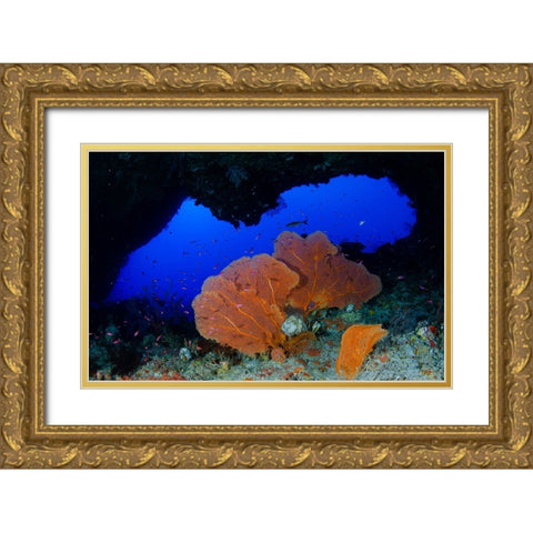 Red Sea Fan Gold Ornate Wood Framed Art Print with Double Matting by Y Lin, Ryan