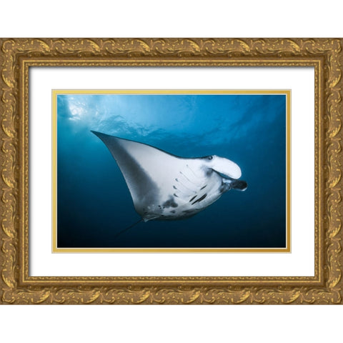 Majestic Manta Gold Ornate Wood Framed Art Print with Double Matting by Peneau, Cedric