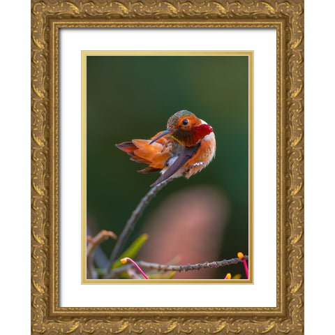 Hummingbird Gold Ornate Wood Framed Art Print with Double Matting by Huang, Johnson