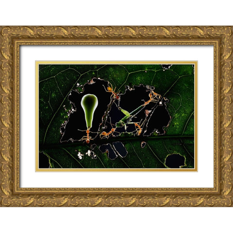 The Ant World Gold Ornate Wood Framed Art Print with Double Matting by Herliyanto, Gatot