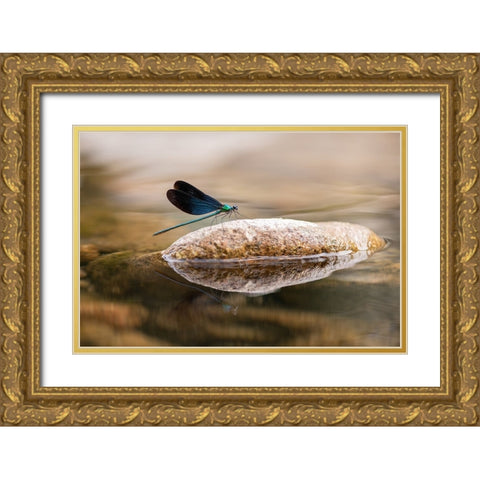 Damselfly Gold Ornate Wood Framed Art Print with Double Matting by Deng, Ivy