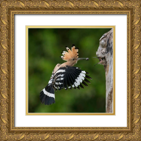 Feeding Gold Ornate Wood Framed Art Print with Double Matting by Helsen, Eddy