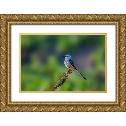 Scissor Tailed Flycatcher Gold Ornate Wood Framed Art Print with Double Matting by Xu, Jian