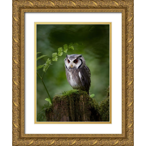 In The Deep Dark Forest Gold Ornate Wood Framed Art Print with Double Matting by Groth, Martin