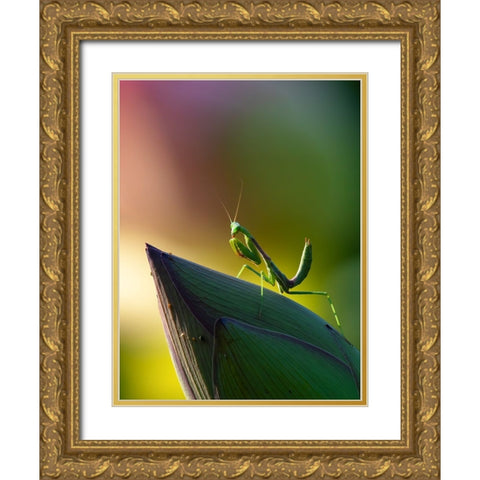 Mantis Gold Ornate Wood Framed Art Print with Double Matting by Huang, Johnson