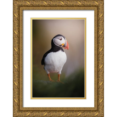 Puffin Posing In The Late Night Sun Gold Ornate Wood Framed Art Print with Double Matting by Renmyr, Magnus