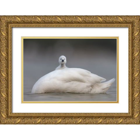 Cute Chick With Mum Gold Ornate Wood Framed Art Print with Double Matting by Roshkumar