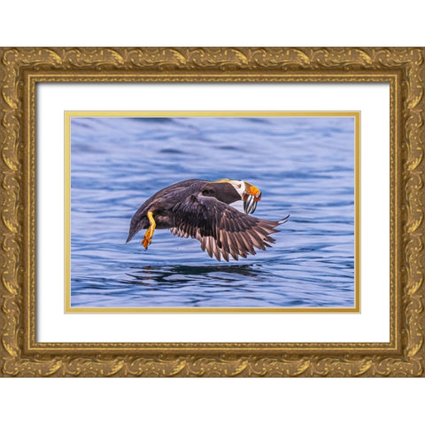 Q...Teach A Puffin To Fish.... Gold Ornate Wood Framed Art Print with Double Matting by C. Sink, Jeffrey