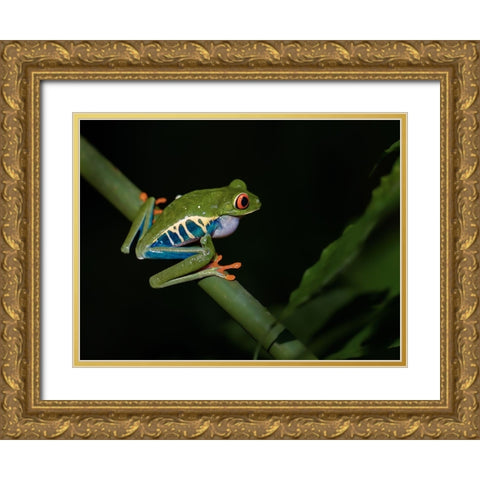 Red-Eyed Tree Frog Gold Ornate Wood Framed Art Print with Double Matting by Zhang, Xiaohong