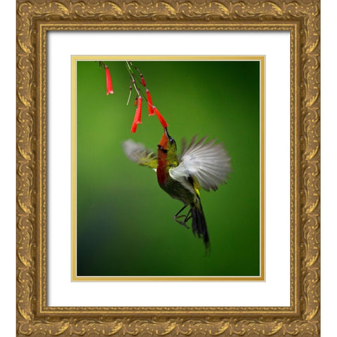 Sunbird 2 Gold Ornate Wood Framed Art Print with Double Matting by Muliani Hartojo, Angela