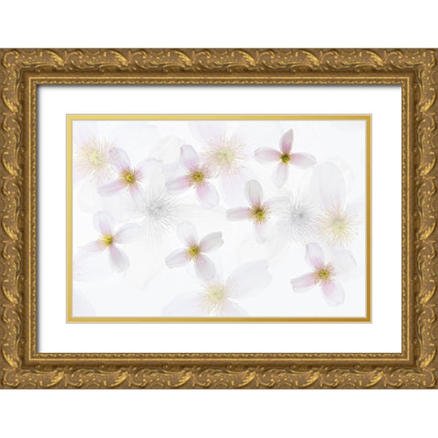 Clematis Art Gold Ornate Wood Framed Art Print with Double Matting by Van Krimpen, Brigitte
