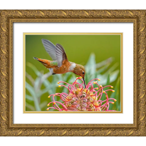 Hummingbird And Grevillea Flower Gold Ornate Wood Framed Art Print with Double Matting by Huang, Xiaojian