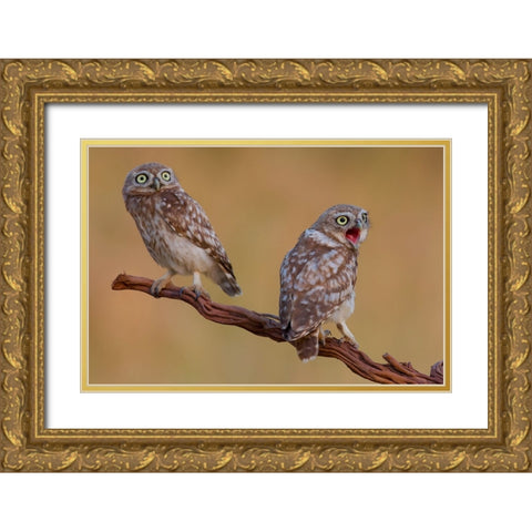 Hatched And  Got Surprised Gold Ornate Wood Framed Art Print with Double Matting by Manusevich, David