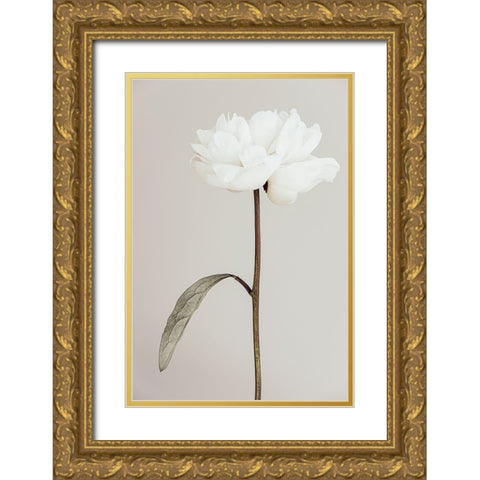 Peony 07 Gold Ornate Wood Framed Art Print with Double Matting by 1X Studio III