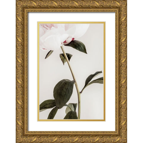Peony 09 Gold Ornate Wood Framed Art Print with Double Matting by 1x Studio III