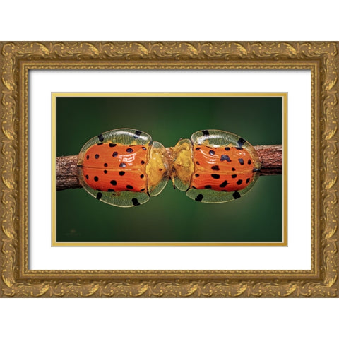 Spotted Tortoise Beetle Gold Ornate Wood Framed Art Print with Double Matting by Ghosh, Indranil