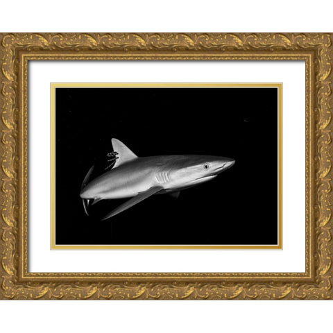 Shark In The Caribbean Gold Ornate Wood Framed Art Print with Double Matting by Ichinoseki, Sayaka