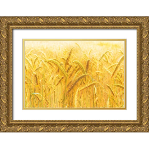Harvest Time Gold Ornate Wood Framed Art Print with Double Matting by Michael