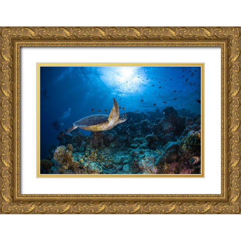 Sunlight And Green Turtle Gold Ornate Wood Framed Art Print with Double Matting by Gabriel, Barathieu