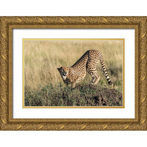 Bent And AttentIVe Gold Ornate Wood Framed Art Print with Double Matting by Damico, Giuseppe