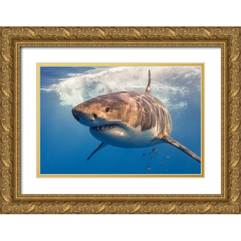 Great White Gold Ornate Wood Framed Art Print with Double Matting by Rebro, Marcel