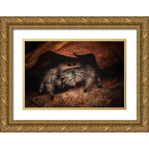 Phidippus Regius Gold Ornate Wood Framed Art Print with Double Matting by Rozehnal, Jan