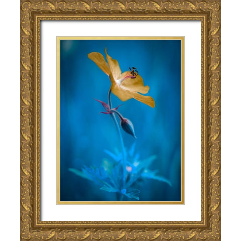 Orange beauty Gold Ornate Wood Framed Art Print with Double Matting by Krinke, Andreas