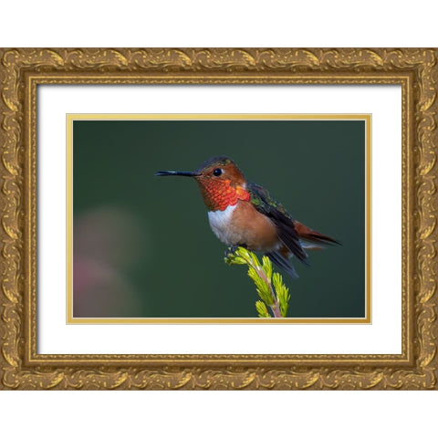 Hummingbird Gold Ornate Wood Framed Art Print with Double Matting by Huang, Johnson