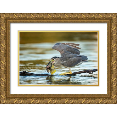 Black-Crowned Night Heron Gold Ornate Wood Framed Art Print with Double Matting by Frischoff, Noam