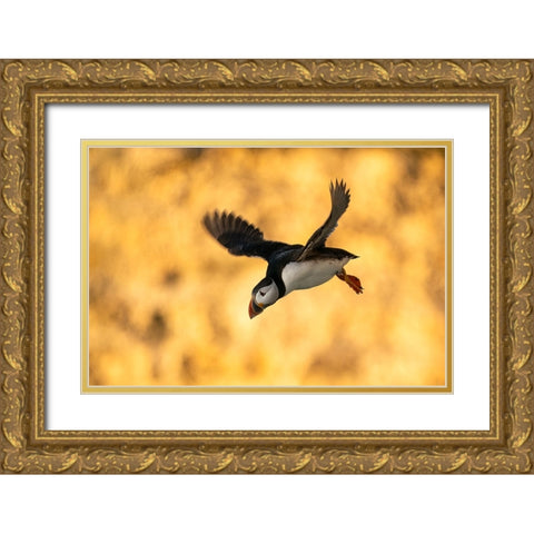 Puffin In Flight Gold Ornate Wood Framed Art Print with Double Matting by Dolfing, Jan