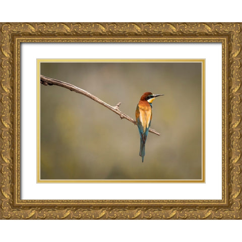 Bee Eater Gold Ornate Wood Framed Art Print with Double Matting by Zakic, Dejan