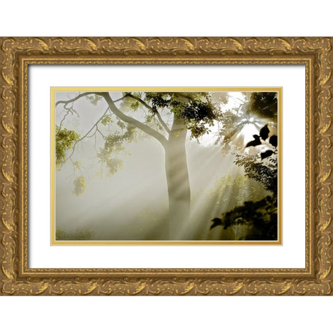 Fog at MAcns Klint Gold Ornate Wood Framed Art Print with Double Matting by Wicklow, Jorgen