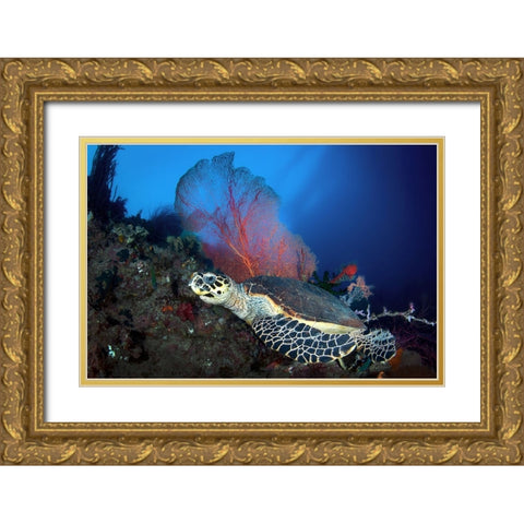 Hawksbill Turtle Gold Ornate Wood Framed Art Print with Double Matting by Peneau, Cedric