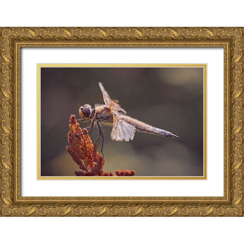 Battle Scars. Gold Ornate Wood Framed Art Print with Double Matting by Williams, Stuart