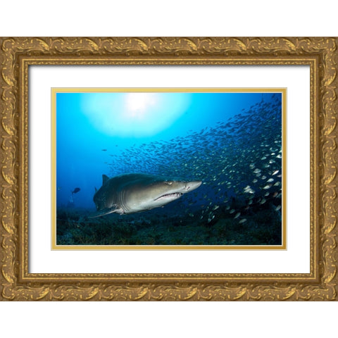 Big Head Gold Ornate Wood Framed Art Print with Double Matting by Y Lin, Ryan