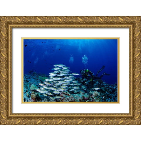 Fish And DIVers Gold Ornate Wood Framed Art Print with Double Matting by Y Lin, Ryan