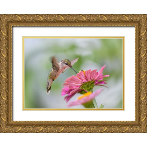 Juvenile Ruby-Throated Hummingbird Gold Ornate Wood Framed Art Print with Double Matting by Chen, Li