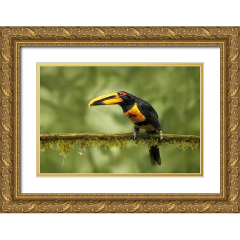 Crimson-Rumped Toucan Gold Ornate Wood Framed Art Print with Double Matting by And Wei, Siyu