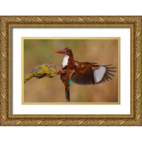 White Throated Kingfisher Gold Ornate Wood Framed Art Print with Double Matting by Manusevich, David