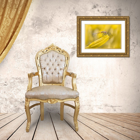 Perched Gold Ornate Wood Framed Art Print with Double Matting by Saluja, Atul