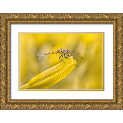 Perched Gold Ornate Wood Framed Art Print with Double Matting by Saluja, Atul