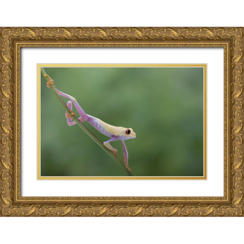 Morning Stretch Gold Ornate Wood Framed Art Print with Double Matting by Wolbers, Louise