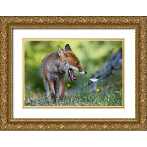 Without Peace! Gold Ornate Wood Framed Art Print with Double Matting by Ranalli, Federico