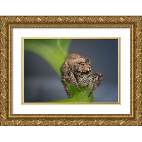 Jumping Spider Gold Ornate Wood Framed Art Print with Double Matting by Deng, Ivy