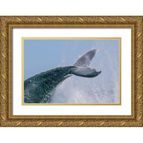 Escort Tail Gold Ornate Wood Framed Art Print with Double Matting by Melesan, Serge