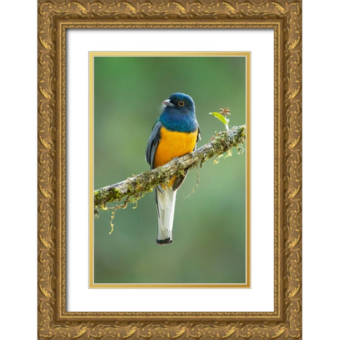 Surucua Trogon Gold Ornate Wood Framed Art Print with Double Matting by Zygmunt, Milan