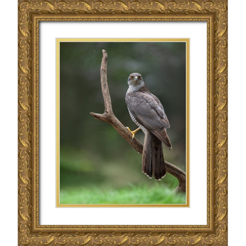 Goshawk Gold Ornate Wood Framed Art Print with Double Matting by Rand, Larissa