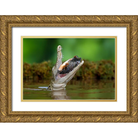 Aligator And Prey Gold Ornate Wood Framed Art Print with Double Matting by Setiadi, Ajar