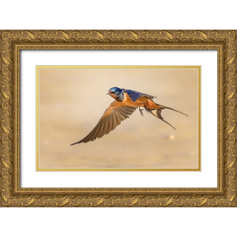 Barn Swallow Gold Ornate Wood Framed Art Print with Double Matting by Elkahlawi, Ahmed