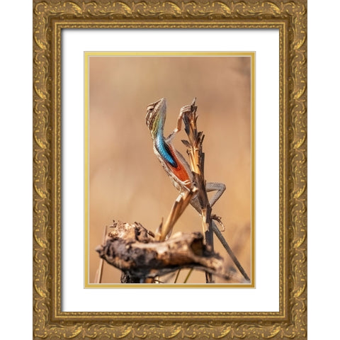 Fan-Throated Lizard In Concert! Gold Ornate Wood Framed Art Print with Double Matting by Dhanorkar, Saurabh